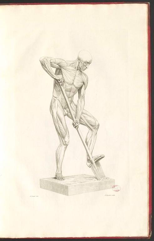 Myologie superficielle du corps humain - Anatomie artistique - par Alphonse Lami,...